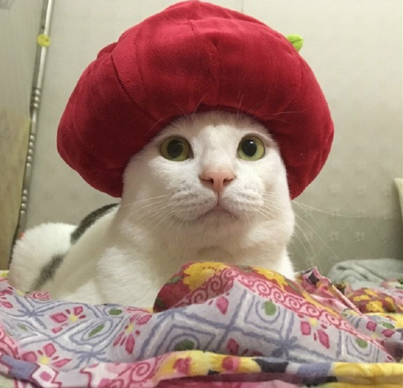 少年，恭喜你把我神灯喵撸出来了，你要实现我三个愿望动物gif搞笑图片