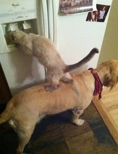 猫老弟你快点我撑不下去了。恩，汪大哥快好了动物gif搞笑图片