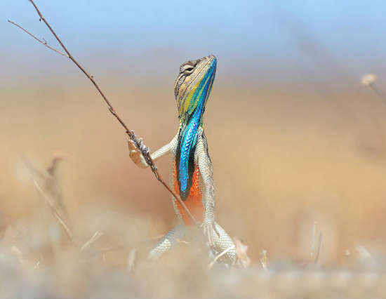 来呀，撑杆跳，我就是老大动物gif搞笑图片