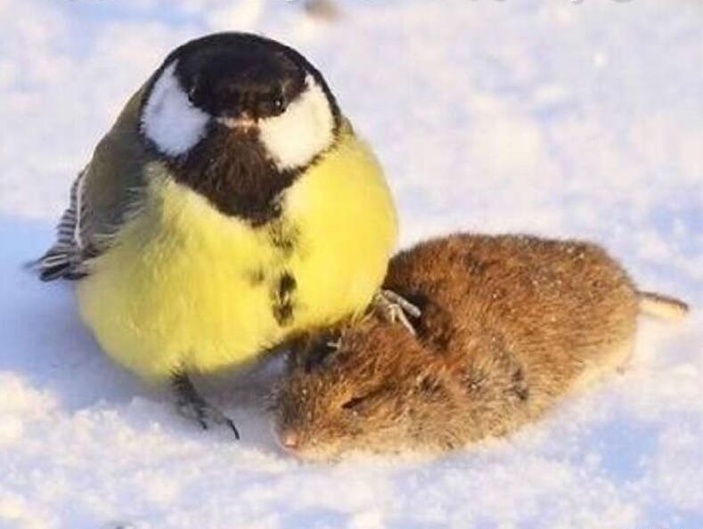 踩死你个垃圾动物gif搞笑图片