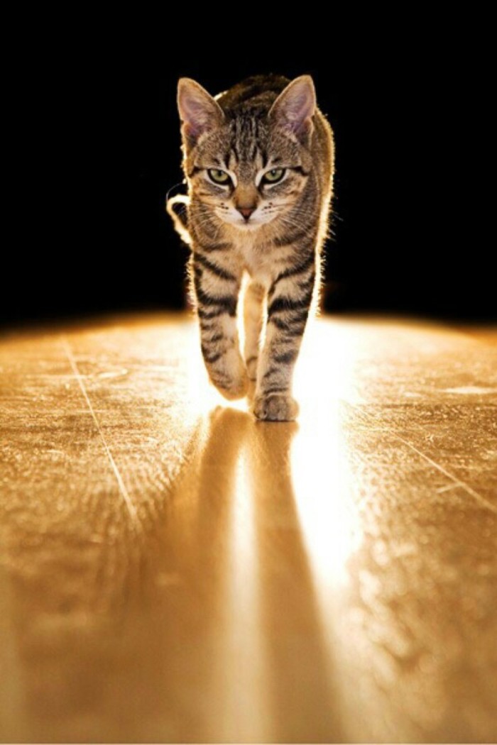 有老虎气质的猫动物gif搞笑图片