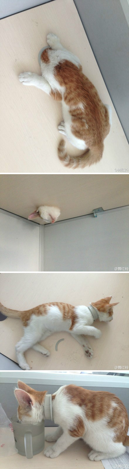 我觉得这是我见过的最傻的猫了！你见过有猫自己往办公桌上的线排洞钻的么？最后大家好容易弄出来了，从此我们公司猫脖子上多了一个项圈……动物gif搞笑图片