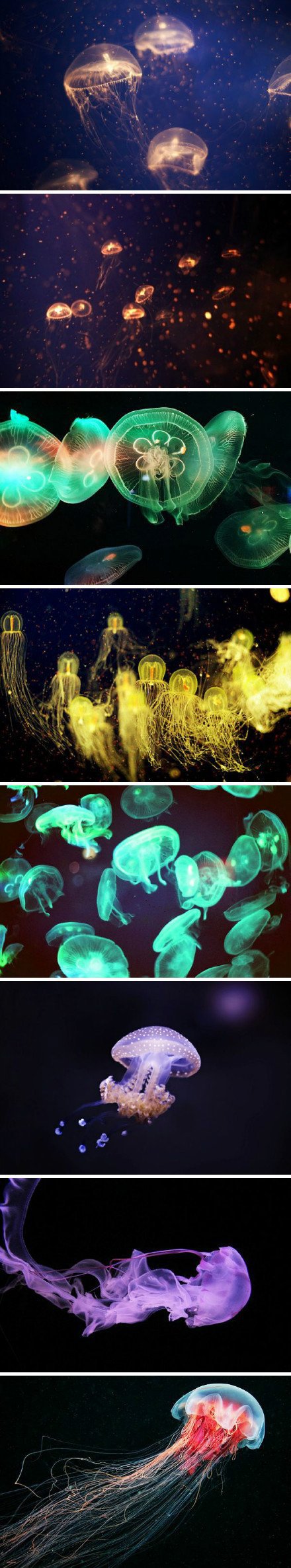 黑暗中滴舞者动物gif搞笑图片