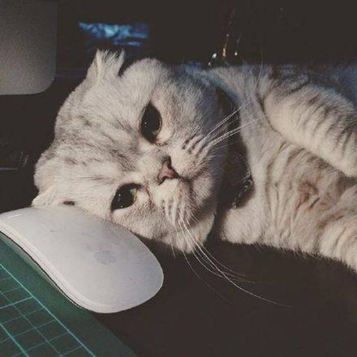 本来金颠高高兴兴，你为甚摸要说介种话动物gif搞笑图片