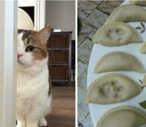 真的不是我干的动物gif搞笑图片