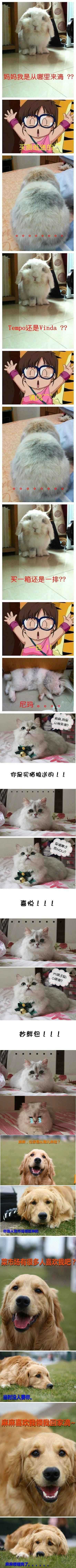 身世之谜的各种版本动物gif搞笑图片