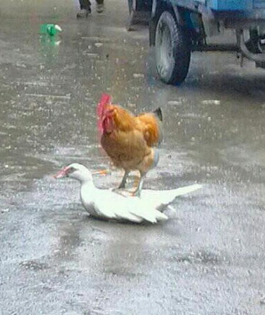 卧槽 ，这是什么节奏。。。动物gif搞笑图片