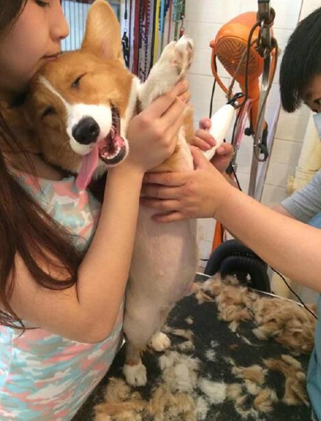 这感觉好爽啊动物gif搞笑图片