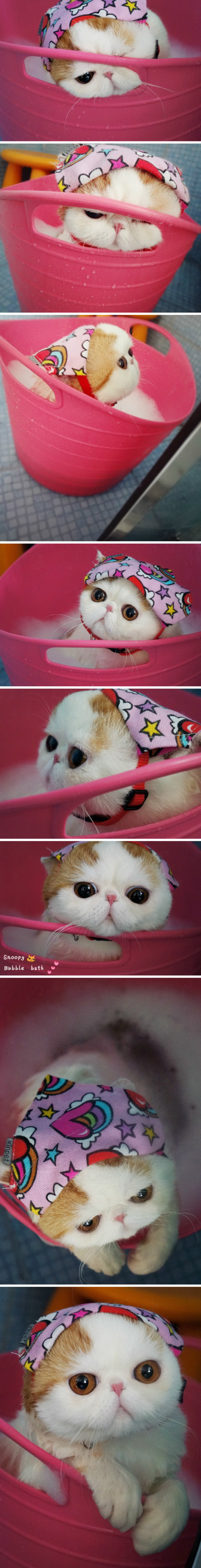 不能出去游泳，麻麻就让偶在家泡澡~~夏天泡澡什么滴最舒服~~~动物gif搞笑图片