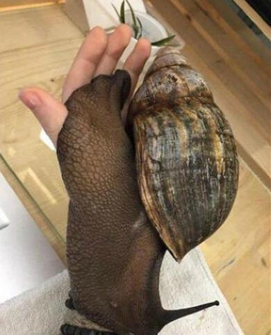 好大的蜗牛动物gif搞笑图片