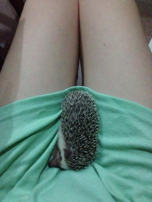 口味真重，用刺猬的感觉一定很辣动物gif搞笑图片