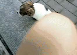 都说分手了别老缠着我动物gif搞笑图片