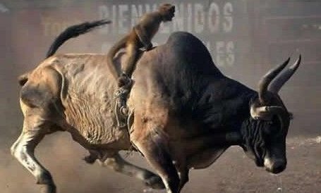 美猴王大战牛魔王动物gif搞笑图片