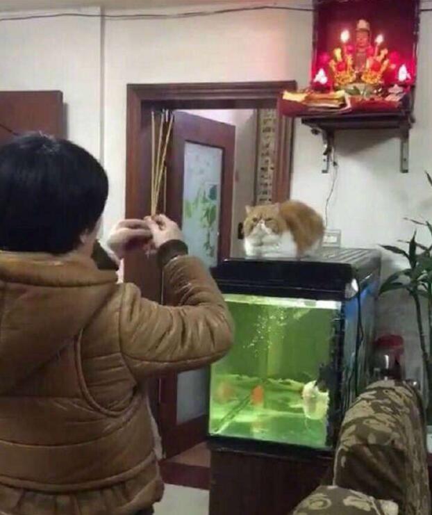 鱼干呢？没有就拿你的小命来动物gif搞笑图片