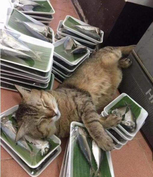 猫生巅峰动物gif搞笑图片