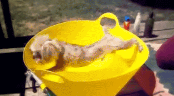 给我支着，支不住就炖了你动物gif搞笑图片