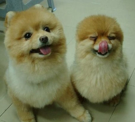 动物也是要玩非主流的动物gif搞笑图片