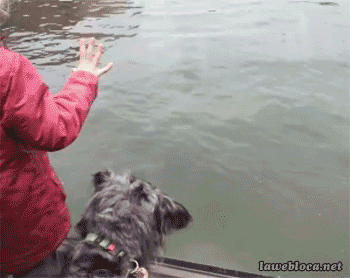 别样的水出芙蓉动物gif搞笑图片