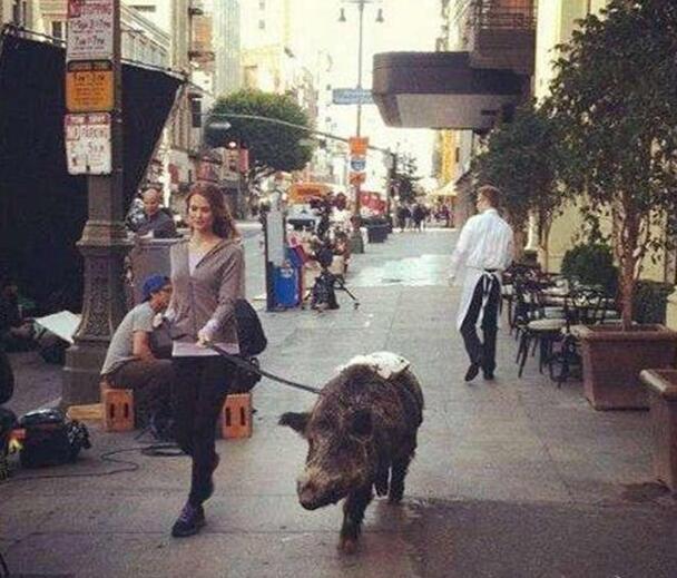 重口味宠物动物gif搞笑图片