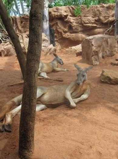 你还可以更有风韵一点么动物gif搞笑图片