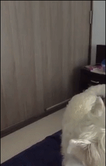 球形玩具出现以后，汪星人的智商瞬间降到了负数动物gif搞笑图片