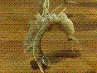 静止虾动物gif搞笑图片