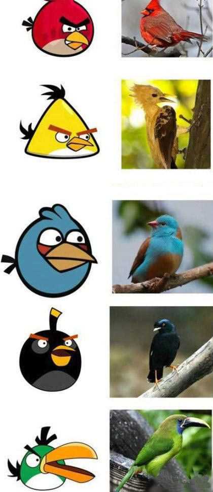 终于发现愤怒的小鸟的各种真鸟原形了动物gif搞笑图片