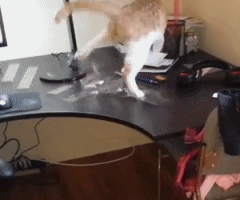 猫咪缠到胶带整个喵感觉都不好了~动物gif搞笑图片