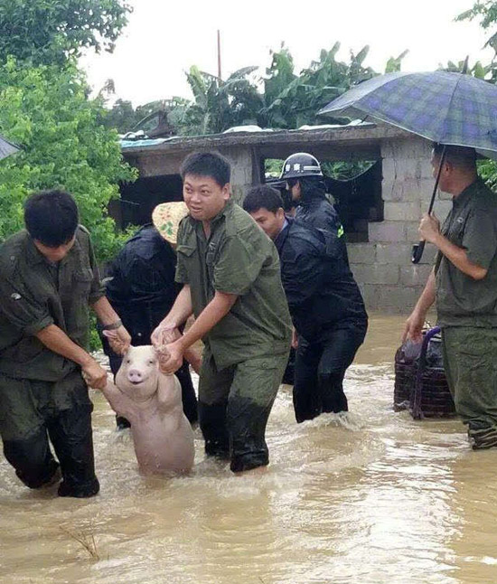 就算是一头猪，遇到灾难都会笑着面对动物gif搞笑图片