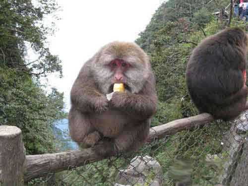 等到旅游淡季再减肥吧！动物gif搞笑图片