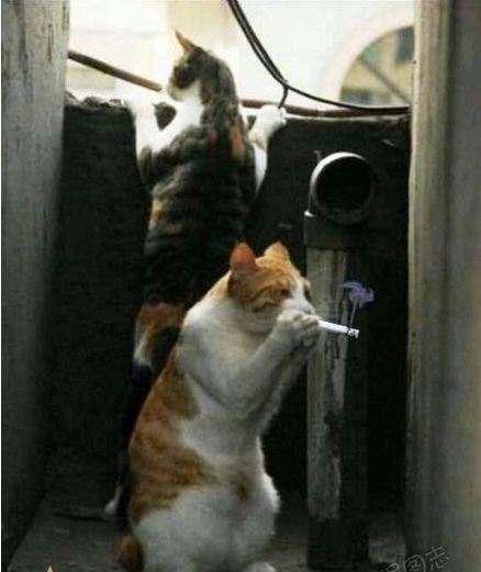 帮我看着点！哥爽一把…动物gif搞笑图片