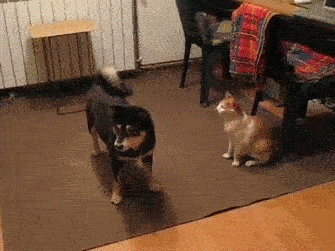 蠢汪，背我……动物gif搞笑图片