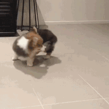 给大家展现下超圆满的倒车技巧动物gif搞笑图片