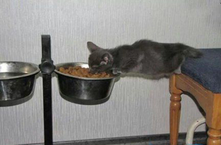 为了吃饱肚子，你说我容易吗动物gif搞笑图片