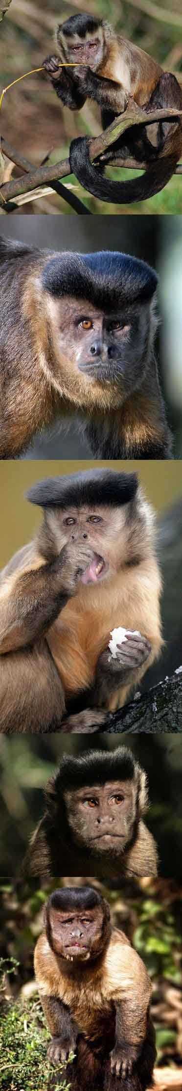 这发型...潮爆了动物gif搞笑图片