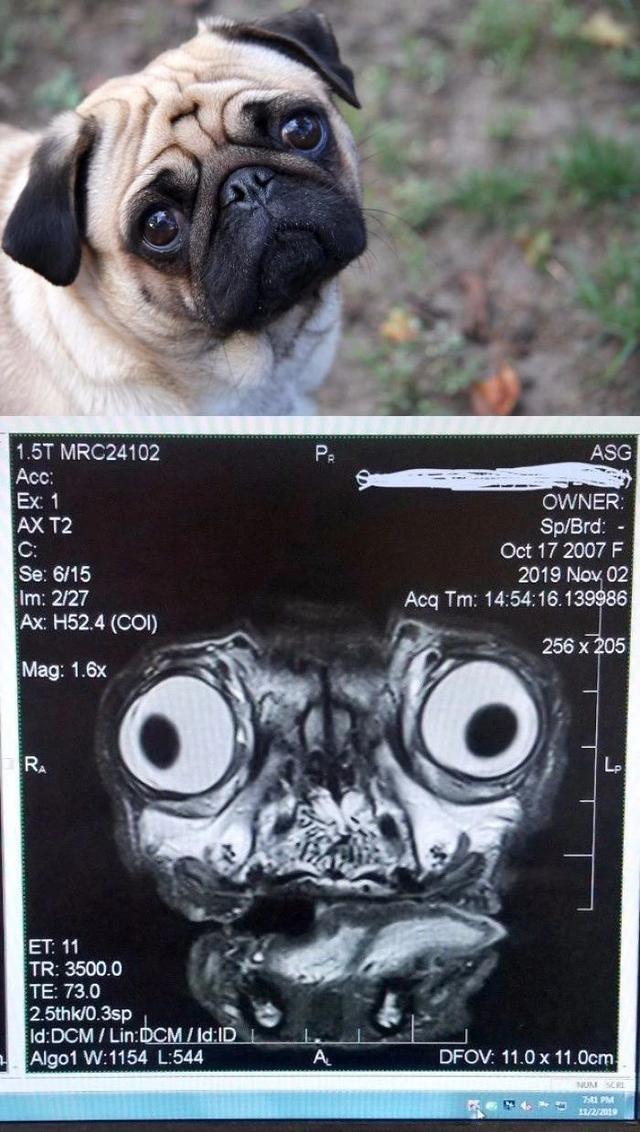 哈巴狗狗头磁共振动物gif搞笑图片