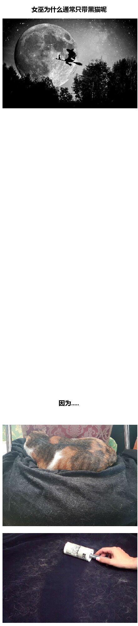 为什么女巫只带黑猫动物gif搞笑图片