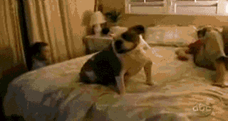 小屁孩你给我滚下床去动物gif搞笑图片