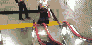 跑步鸟你见过吗？动物gif搞笑图片