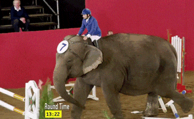 让你们见识一下什么叫力量动物gif搞笑图片