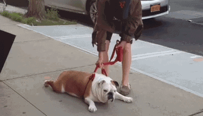 不给买零食的时候动物gif搞笑图片