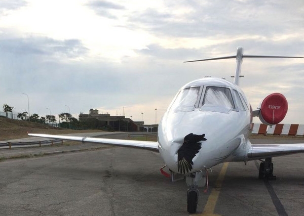 黑鹰撞飞机动物gif搞笑图片