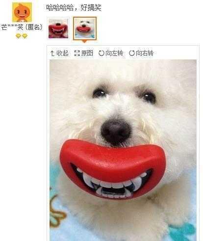 不评论，哈哈哈哈，看完这个小狗，我估计得笑一天了动物gif搞笑图片