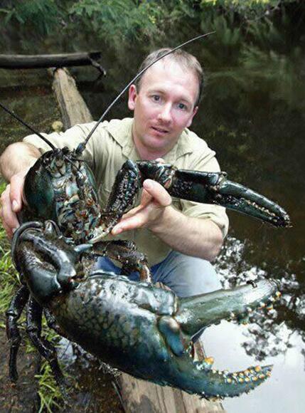 好大的龙虾动物gif搞笑图片