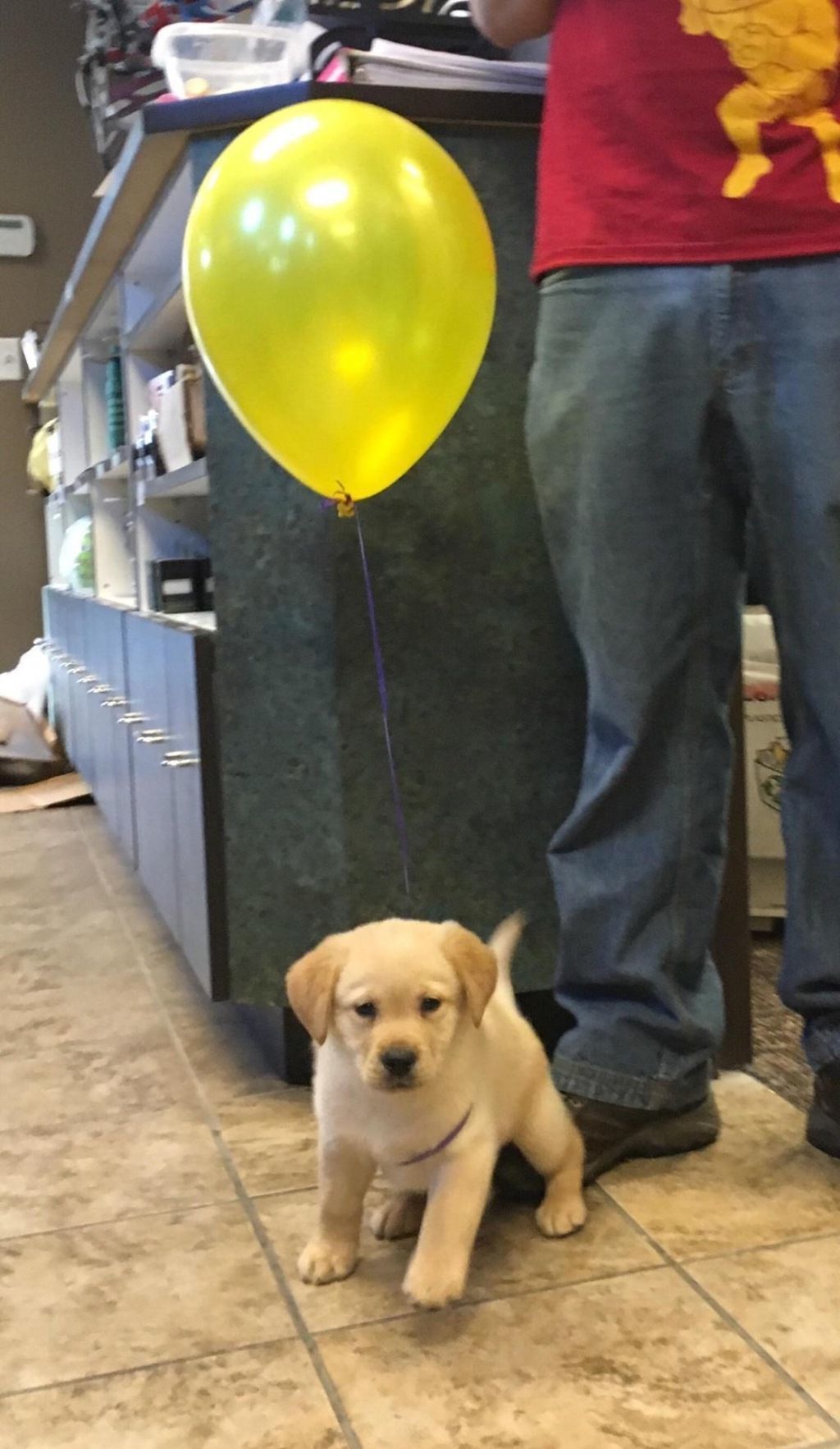 为了确保他不被踩到​​​动物gif搞笑图片