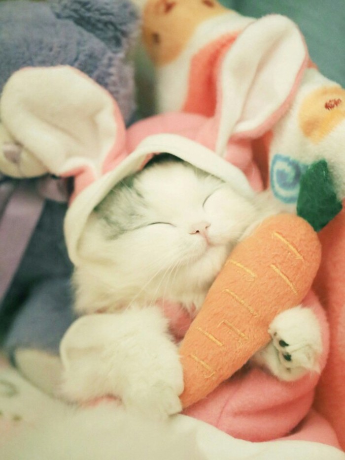 假装自己是只兔子动物gif搞笑图片