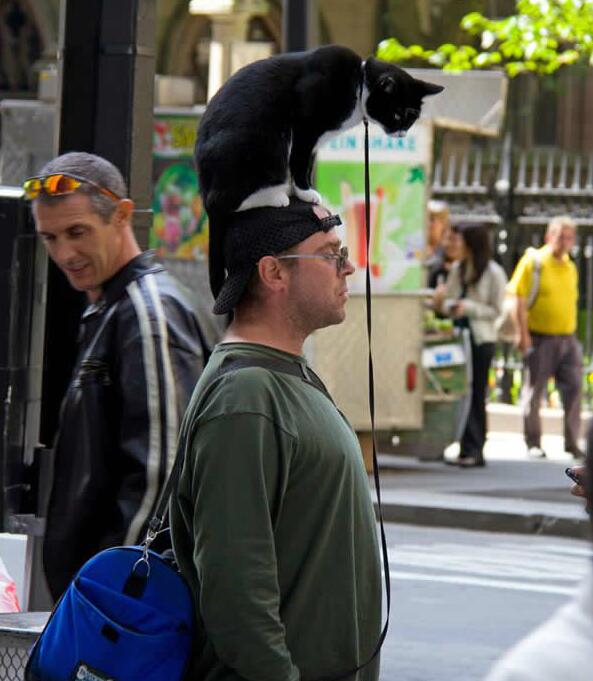 唯一可行的遛猫姿势动物gif搞笑图片