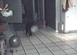 这反应，差不多废了动物gif搞笑图片