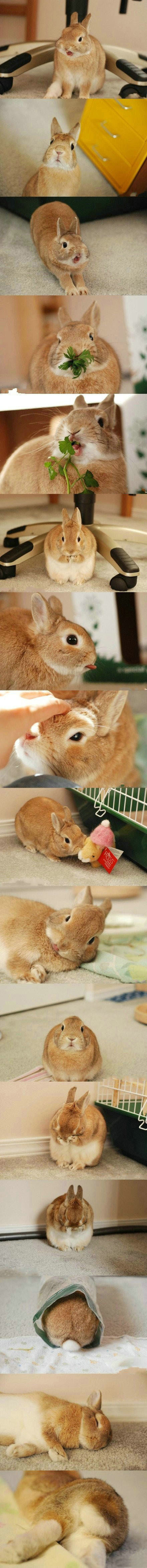 来自美国的apollo动物gif搞笑图片