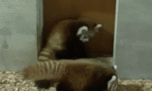 偷袭。。。冷不防的偷袭动物gif搞笑图片